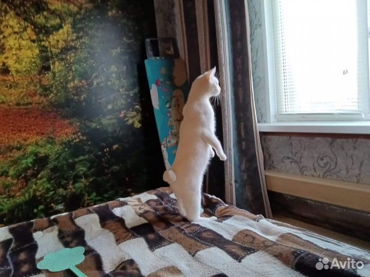 Кошки курильский бобтейл