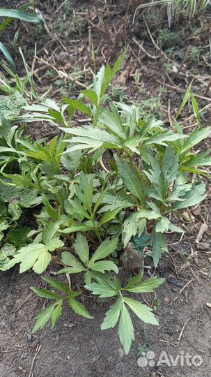 Рудбекия золотой шар. Шток-роза. Разбитое сердце