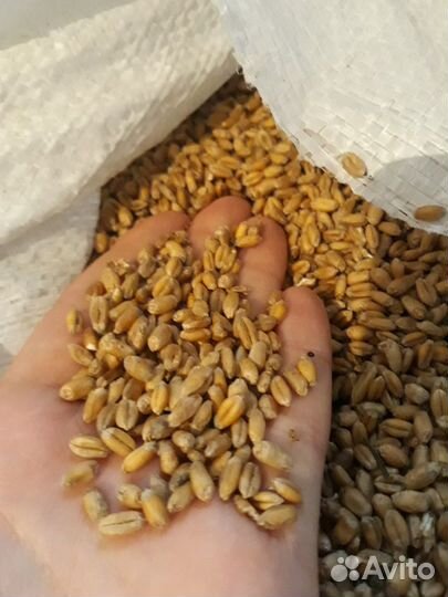 Пшеница урожай 2024 года