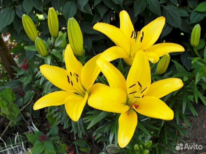 Лилия саженцы Йеллоу Пауэр