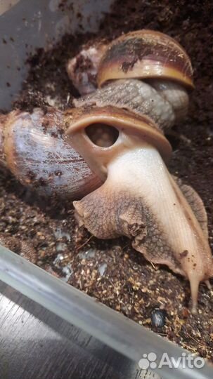 Яйца улиток ахатин