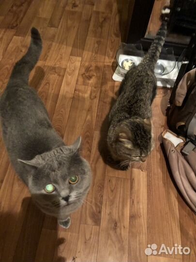 Котята шотландцы