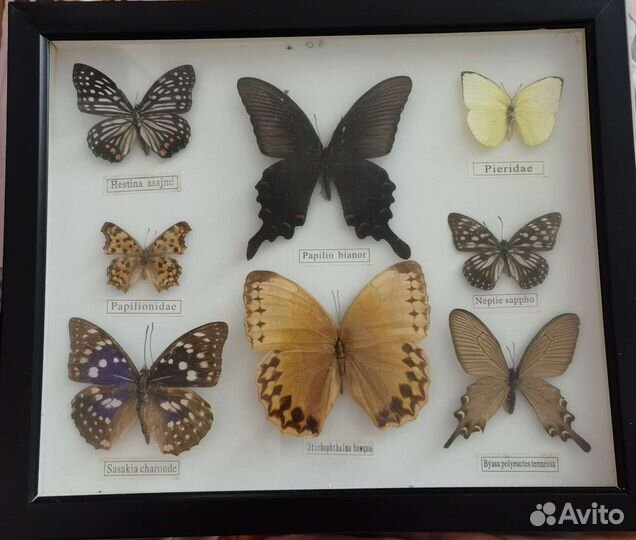 Бабочки в рамках