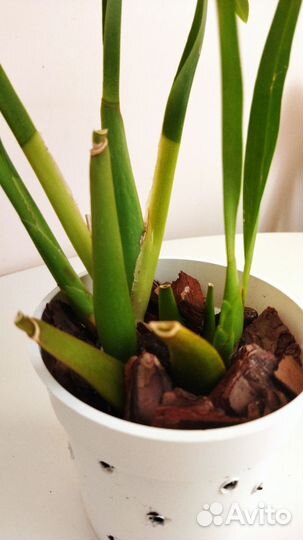 Орхидея Беаллара