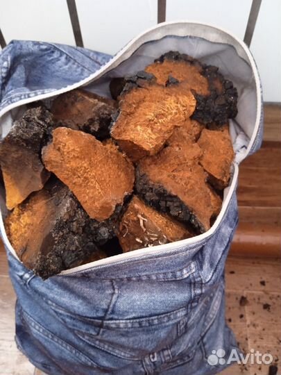 Березовый гриб чага