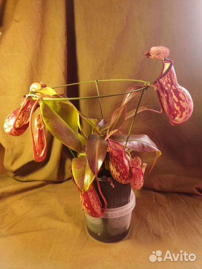 Непентес гая