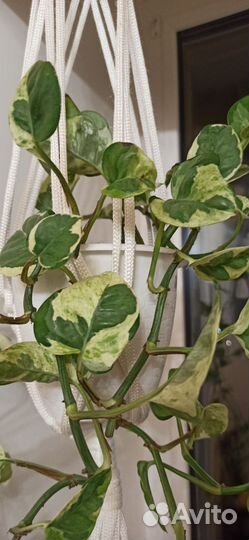 Эпипремнум