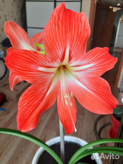 Амариллис
