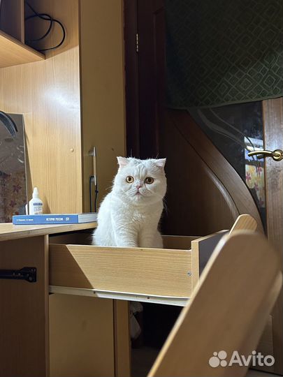Отдам кошку в добрые руки