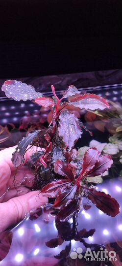 Буцефаландры