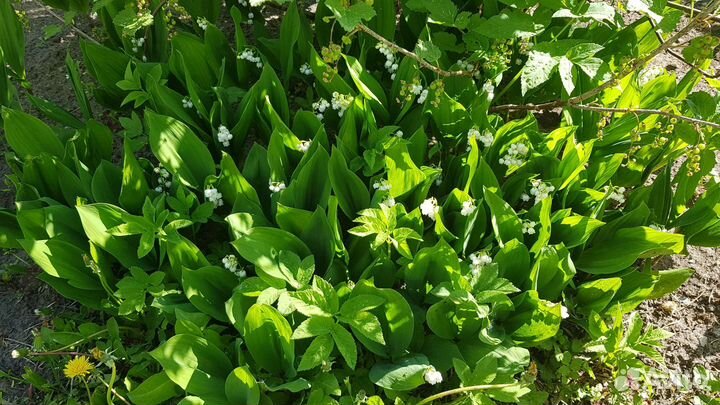 Ландыш садовый