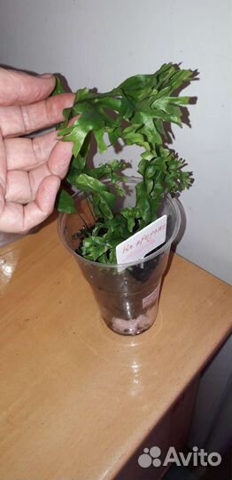 Папоротник Полиподиум Гавайская корона. Сингониум