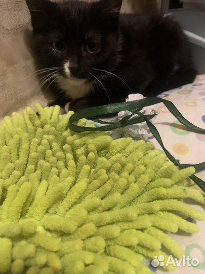 Котенка в добрые руки