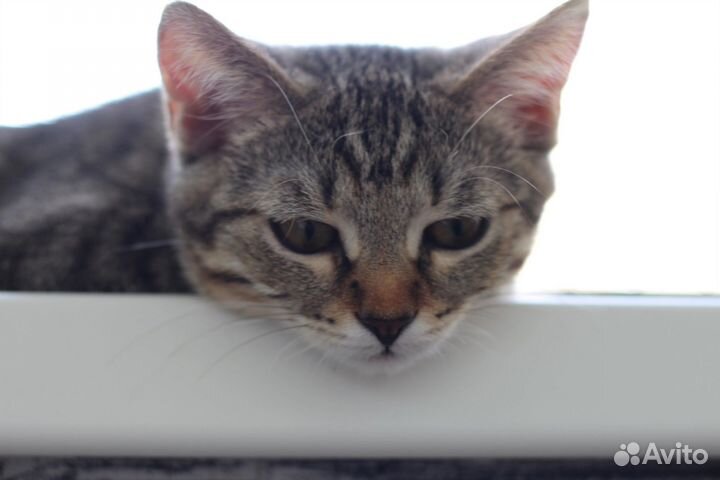 Котенок Ириска