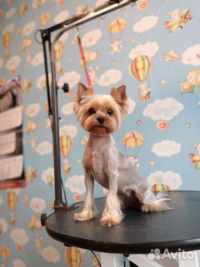 Грумер. Стрижка собак и кошек