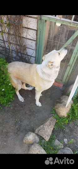 Среднеазиатская овчарка алабай