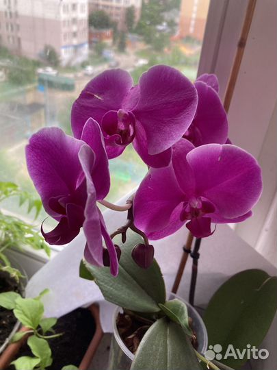 Продам орихидею