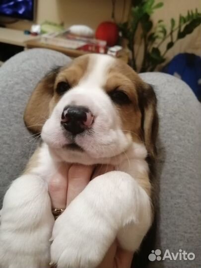 Малыши Бигль