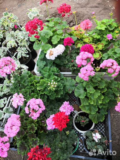 Пеларгония срезы