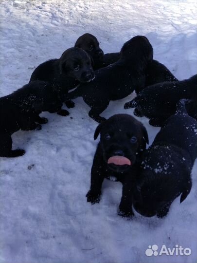 Щенки лабрадора