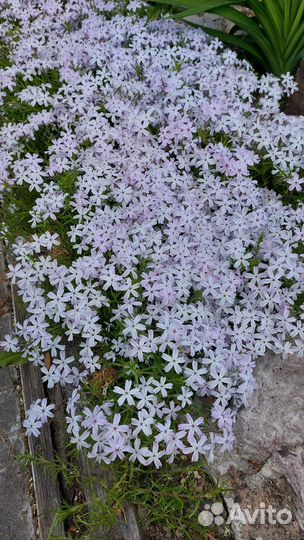 Саженцы флокс шиловидный