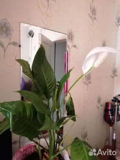 Спатифиллум