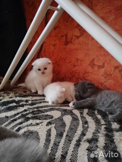 Шотландская вислоухая кошка