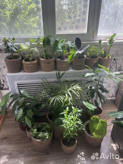 Комнатные растения цветы большие