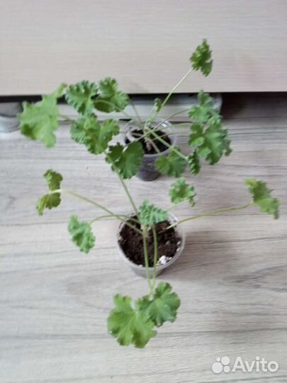 Герань душистая