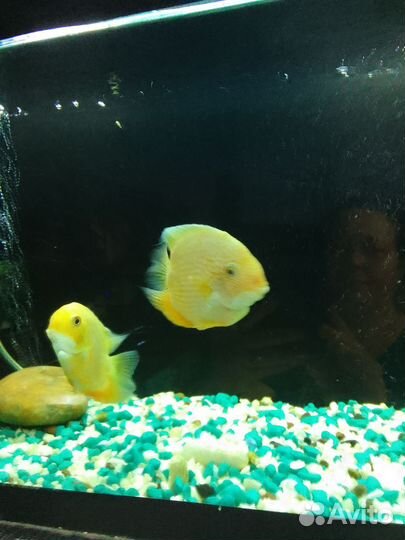 Аквариумы. Рыбки разные