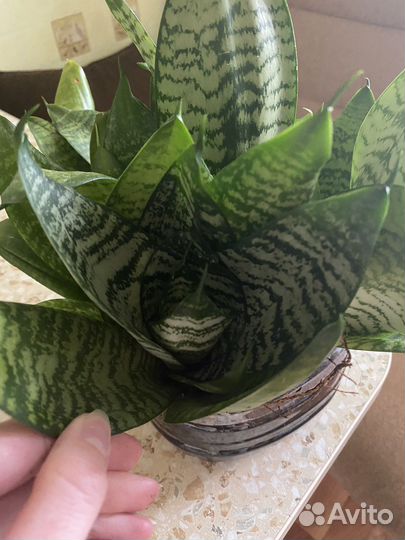 Сансевиерия мелколистная