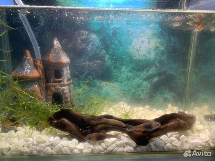 Аквариум с рыбками бу