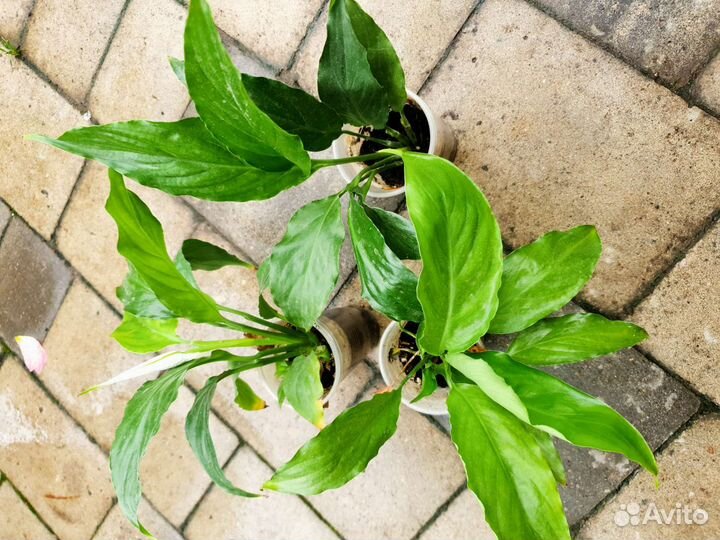 Спатифиллум цветет