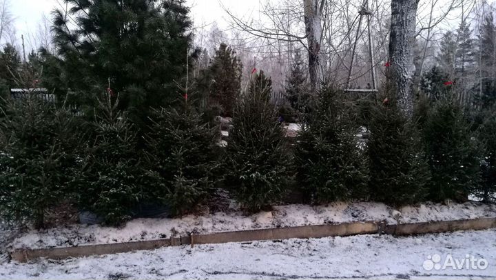 Саженцы сибирской ели экстра класс