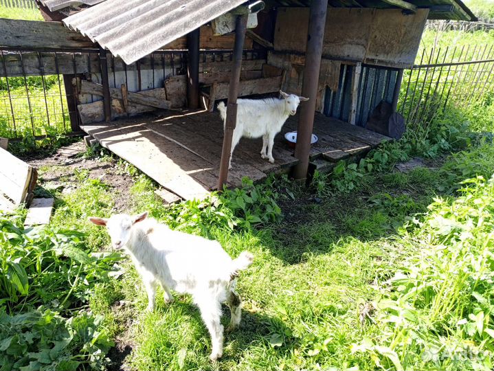 Продам козлят