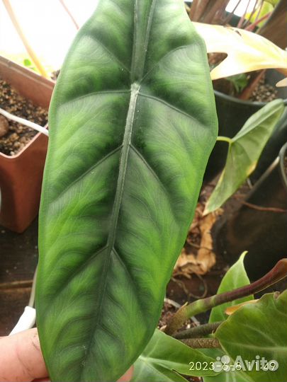 Алоказии разные