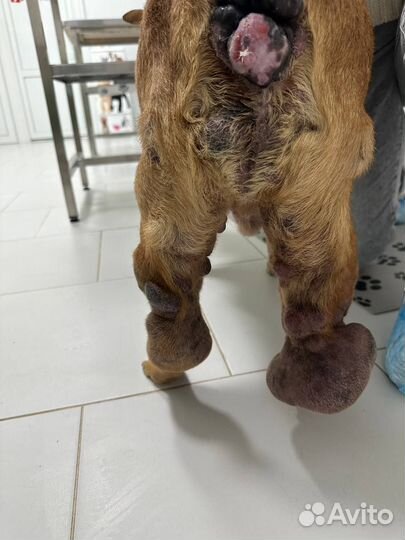 On-line консультация по лечению собак и кошек