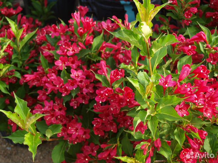 Декоративные растения для сада