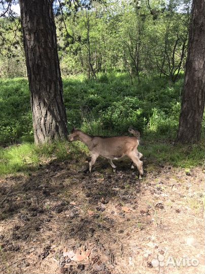 Козел на племя