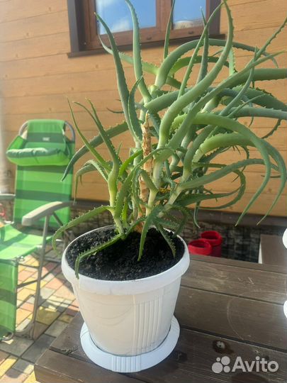 Алоэ столетник