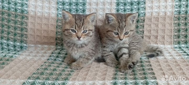 Отдам котят (девочки) в добрые руки