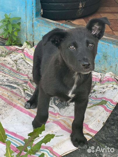 Щенок в добрые руки