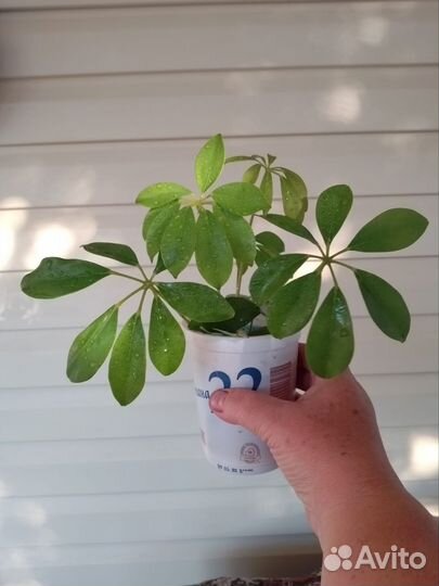 Шефлера росток