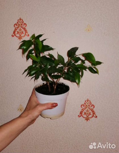 Фикус Бенджамина, кудрявый