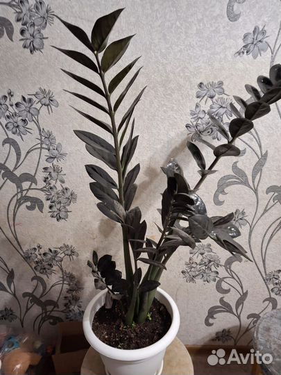 Замиокулькас черный ворон