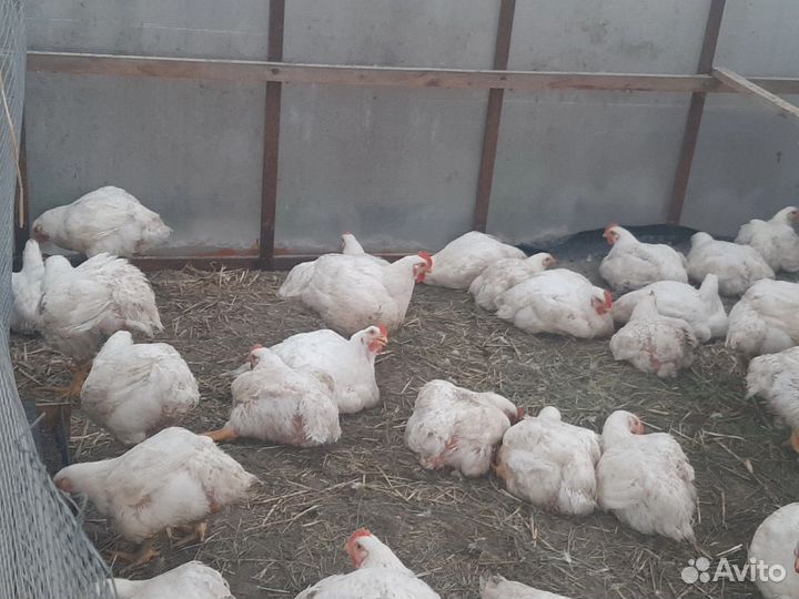 Домашние куры бройлеры