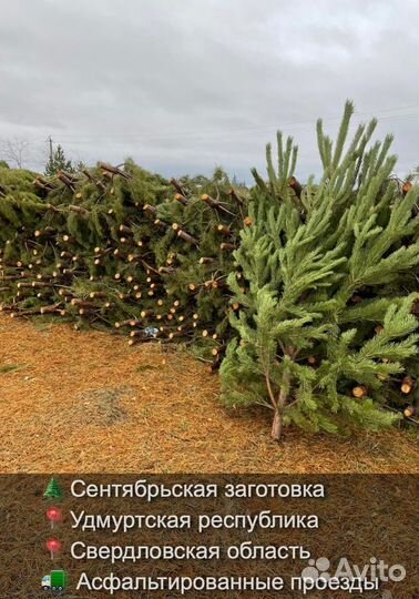 Сосна сентябрьская рождественская оптом