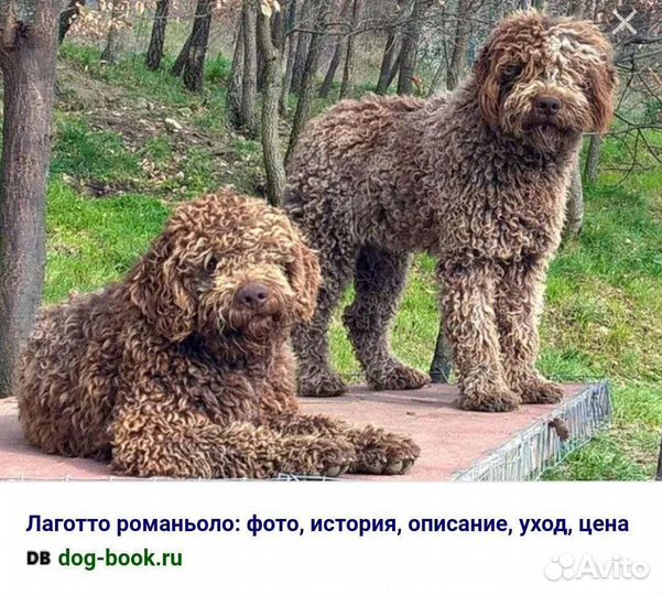 Метис лаготто романьоло
