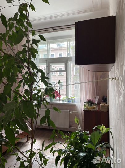 Фикус бенджамина большой