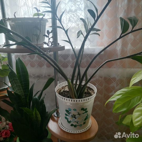 Замиокулькас